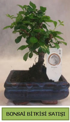 Bonsai ithal grsel minyatr japon aac ukurambar Ankara hediye sevgilime hediye iek 