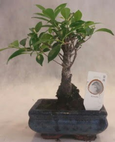 Bonsai aac japon aa bitkisi ukurambar cicek , cicekci 