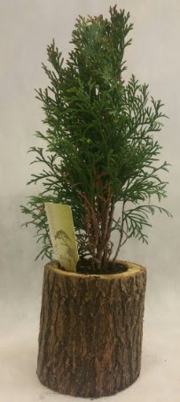 SINIRLI STOK Selvi Bonsai Doal ktkte ukurambar iek siparii vermek 