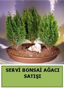 BONSA 3 L SERV BONSA AACI ukurambar Ankara iek gnder uluslararas iek gnderme 