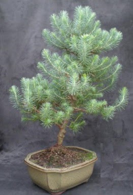 Bonsai am aac japon aac bitkisi Ankara ukurambar online iek gnderme sipari 