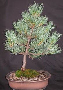 Bonsai am aac japon aac bitkisi ukurambar ankara iek maazas , ieki adresleri 