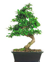 Bonsai bitkisi sat ukurambar Ankara iek gnder uluslararas iek gnderme 