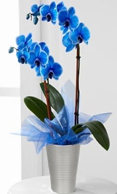 Seramik vazo ierisinde 2 dall mavi orkide ukurambar anneler gn iek yolla 