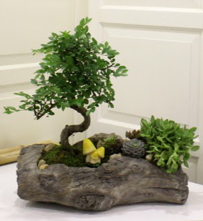 Aa ktk ierisinde bonsai ve sukulent Ankara ukurambar online iek gnderme sipari 