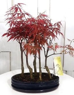 5 adet japon akaaa bonsai iei Ankara ukurambar 14 ubat sevgililer gn iek 