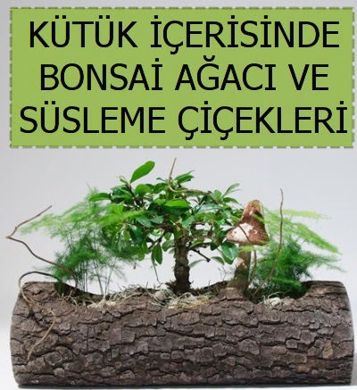 Ktk ierisinde bonsai japon aa bitkisi Ankara ukurambar 14 ubat sevgililer gn iek 