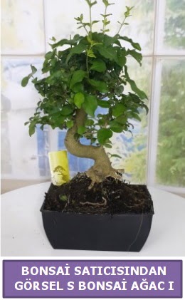 S dal erilii bonsai japon aac Ankara ukurambar 14 ubat sevgililer gn iek 