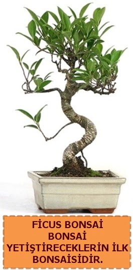 Ficus bonsai 15 ile 25 cm arasndadr ukurambar cicek , cicekci 