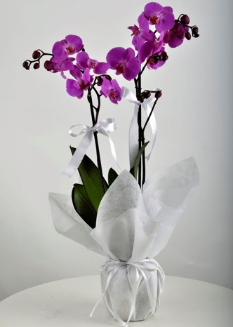 ift dall saksda mor orkide iei Ankara ukurambar iek sat online ieki , iek siparii 