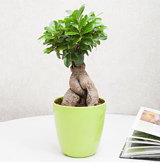 Ficus Ginseng Bonsai ukurambar ankara iek siparii iek gnderme 