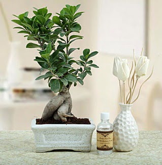 Ginseng ficus bonsai ukurambar ankara iekleri gvenli kaliteli hzl iek 