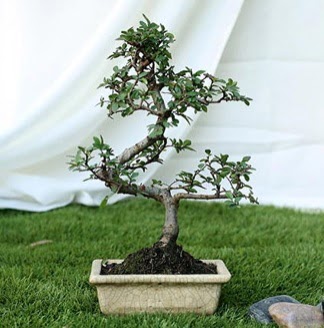 Fashionable Ulmus S Shape Bonsai thal ukurambar ankara internetten iek sat 