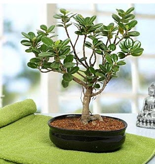 Lovely Ficus Iceland Bonsai ankara iek yolla ukurambar ieki telefonlar 