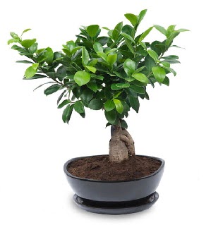 Ginseng bonsai aac zel ithal rn Ankara ukurambar kaliteli taze ve ucuz iekler 