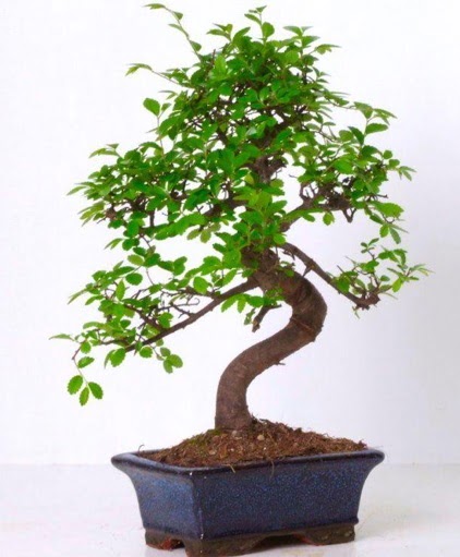 S gvdeli bonsai minyatr aa japon aac Ankara ukurambar online iek gnderme sipari 