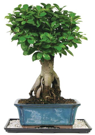 Bonsai Ginsing Grafted Ficus Bonsai ukurambar cicek , cicekci 