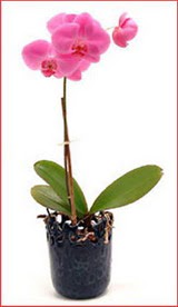 Ankara ukurambar hediye iek yolla  Phalaenopsis Orchid Plant