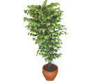 Ficus zel Starlight 1,75 cm  ukurambar ankara nternetten iek siparii 