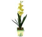 zel Yapay Orkide Sari ukurambar internetten iek siparii 