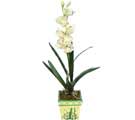 zel Yapay Orkide Beyaz  Ankara ukurambar iekiler 