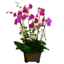 ukurambar ankara nternetten iek siparii  4 adet orkide iegi