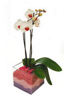 Ankara ukurambar iek yolla  tek dal cam yada mika vazo ierisinde orkide