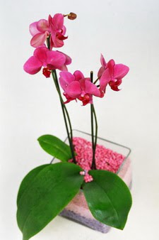 ieki ukurambar iek servisi , ieki adresleri  tek dal cam yada mika vazo ierisinde orkide