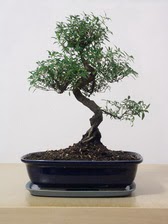 ithal bonsai saksi iegi Ankara ukurambar iek sat online ieki , iek siparii 