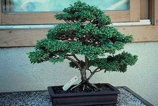 ithal bonsai saksi iegi ukurambar ankara iek siparii iek gnderme 