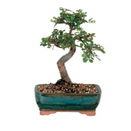 ukurambar iek online iek siparii  ithal bonsai saksi iegi Ankara ukurambar online iek gnderme sipari 