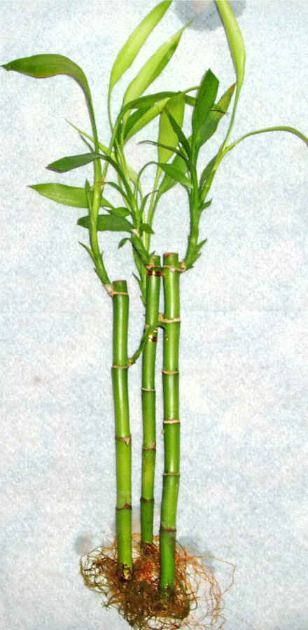 Lucky Bamboo 3 adet vazo hediye edilir  ukurambar ankara nternetten iek siparii 