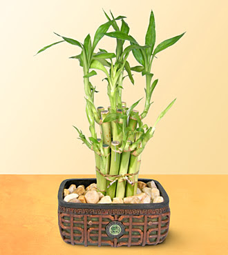 Lucky Bamboo  saksi iegi Ankara ukurambar iek yolla , iek gnder , ieki  