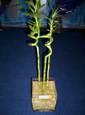 Lucky Bamboo 3 adet saksi iegi ukurambar iek gnderme sitemiz gvenlidir 