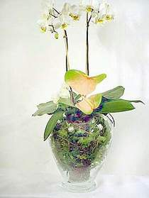 Ankara ukurambar 14 ubat sevgililer gn iek  Cam yada mika vazoda zel orkideler