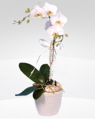 1 dall orkide saks iei Ankara ukurambar iekiler 