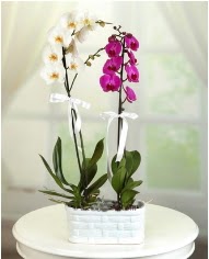 1 dal beyaz 1 dal mor yerli orkide saksda ankara ieki ukurambar ucuz iek gnder 