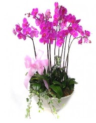 9 dal orkide saks iei Ankara ukurambar iek siparii sitesi 