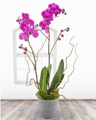 2 dall mor orkide saks iei ukurambar Ankara hediye sevgilime hediye iek 
