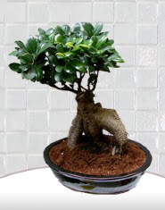 saks iei japon aac bonsai ukurambar ieki maazas 