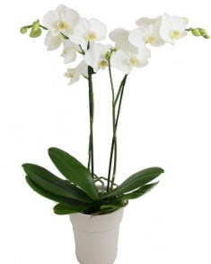 2 dall beyaz orkide Ankara ukurambar iek yolla 