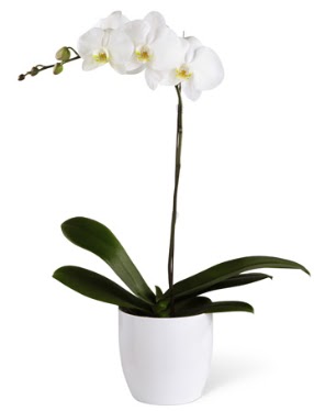 1 dall beyaz orkide ukurambar ankara iek siparii iek gnderme 