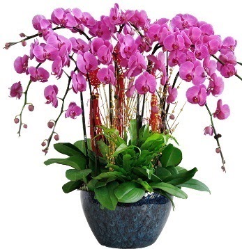9 dall mor orkide ukurambar ankara iek siparii iek gnderme 