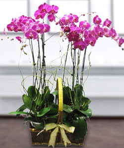 4 dall mor orkide Ankara ukurambar iek siparii sitesi 