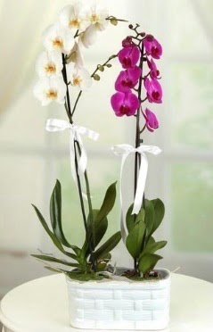 1 mor 1 dal beyaz thal orkide sepet ierisinde Ankara ukurambar hediye iek yolla 