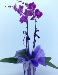 2 dall mor orkide ukurambar ieki maazas 