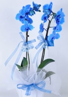 2 dall mavi orkide Ankara ukurambar kaliteli taze ve ucuz iekler 