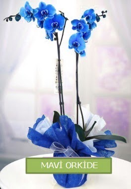 2 dall mavi orkide ukurambar ankara iekleri gvenli kaliteli hzl iek 