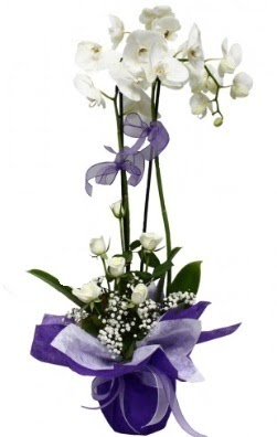 2 dall beyaz orkide 5 adet beyaz gl ieki ukurambar iek servisi , ieki adresleri 