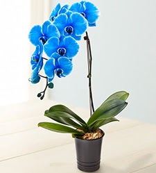 1 dall sper esiz mavi orkide Ankara ukurambar hediye iek yolla 